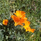 California Poppies