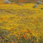 Poppies and Acton Daisies?