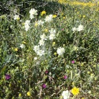 Cream Cups, Bigelow Coreopsis