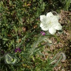 Cream Cup, Red Maids