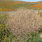 Tumbleweed