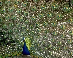 peacock.JPG